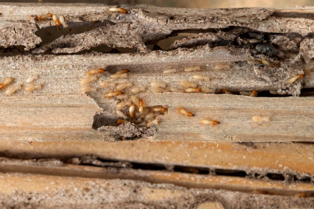 Best Ant Control Services  in Combes, TX