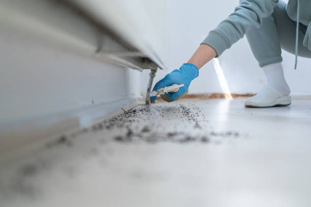 Best Pest Removal Services  in Combes, TX
